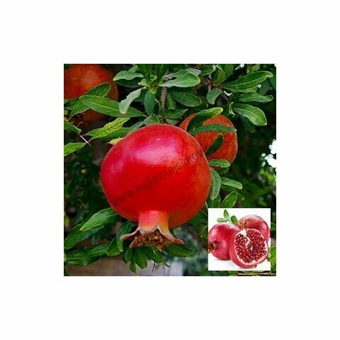 Granátové jablko (Granátovník)20/40 cm, v květináči Punica granatum